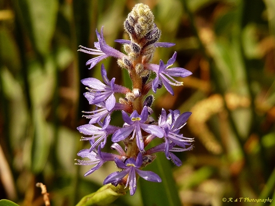 {Pontederia cordata var. lancifolia}